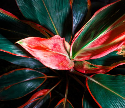 Фейерверк красок, или 10 комнатных растений с яркой листвой