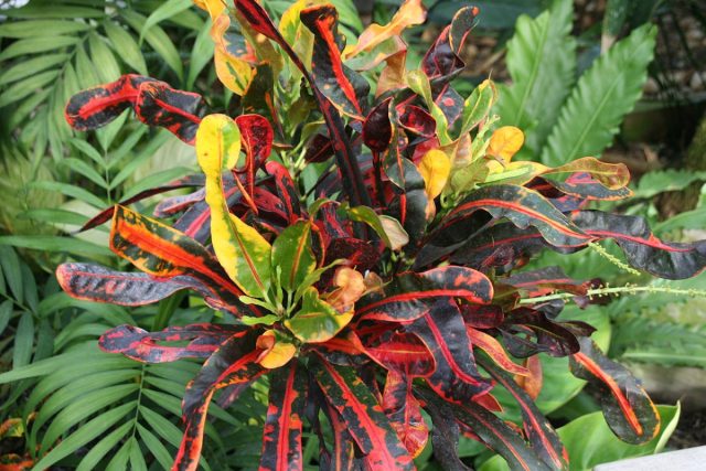 Кротон (Codiaeum variegatum)
