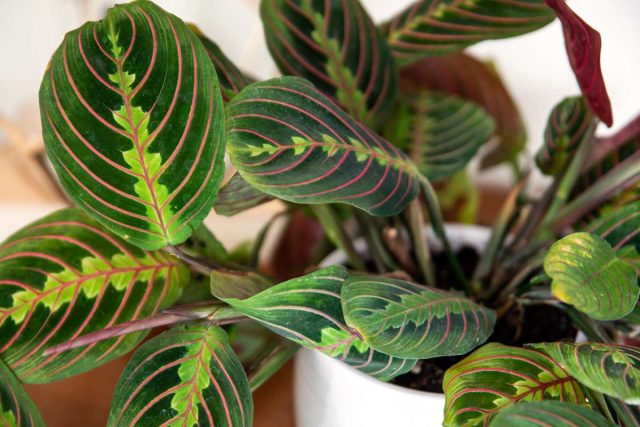 Маранта (Maranta leuconeura erythroneura)