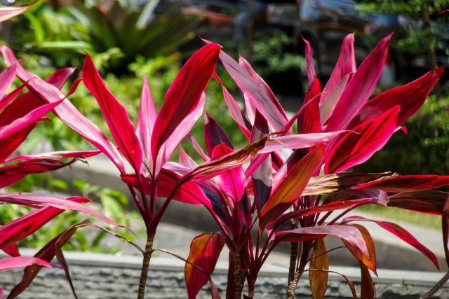 Кордилина фруктовая (Cordyline Fruticosa)