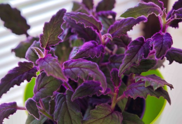 Гинура «Перпл Пэйшн» (Gynura aurantiaca 'Purple passion')