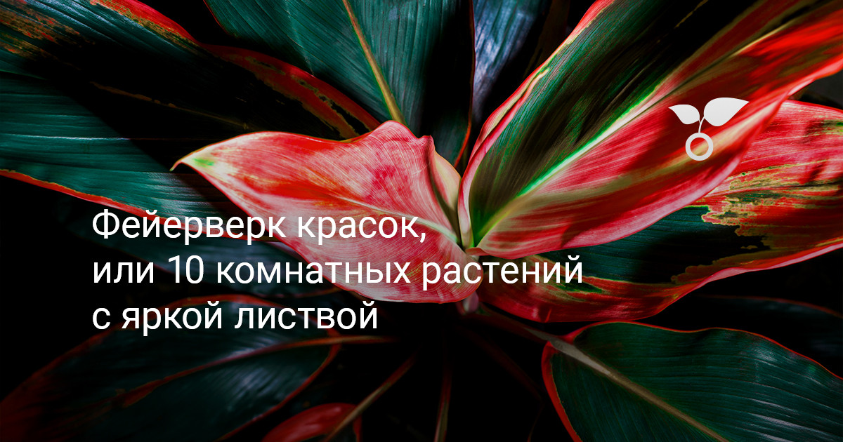 Фейерверк красок, или 10 комнатных растений с яркой листвой — Ботаничка