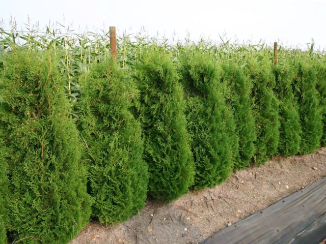 Туя западная «Колумна» (thuja occidentalis 'Columna')