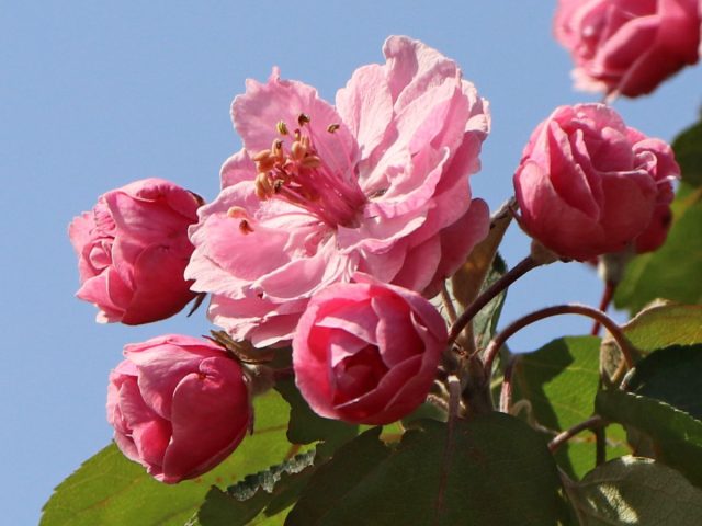 Яблоня «Бренди Мэджик» ('Brandy Magic')