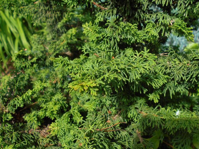 Туя западная «Малониана» (thuja occidentalis 'Malonyana')