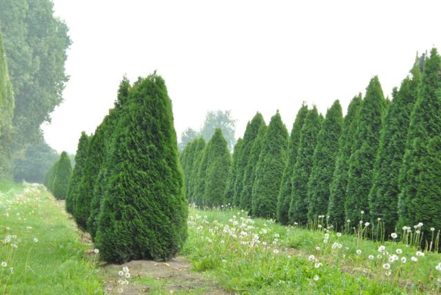 Туя западная «Смарагд» (thuja occidentalis 'Smaragd')