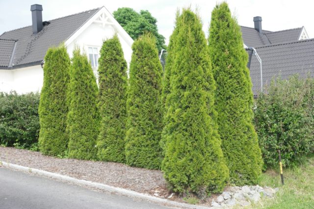 Туя западная «Фастигиата» (thuja occidentalis 'Fastigiata')