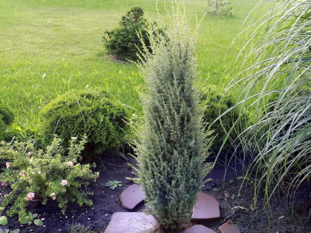 Можжевельник обыкновенный «Арнольд» (juniperus communis 'Arnold')