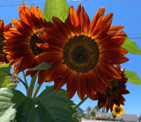 И подсолнечник может удивить — 5 уникальных сортов в моем цветнике - Цветник и ландшафт И подсолнечник может удивить — 5 уникальных сортов в моем цветнике