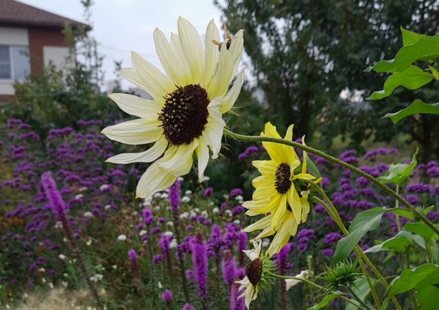 Цветки подсолнечника «Ванилла Айс» (Helianthus debilis ‘Vanilla ice’) имеют очень нежный светло-желтый цвет Цветки подсолнечника «Ванилла Айс» (Helianthus debilis ‘Vanilla ice’) имеют очень нежный светло-желтый цвет