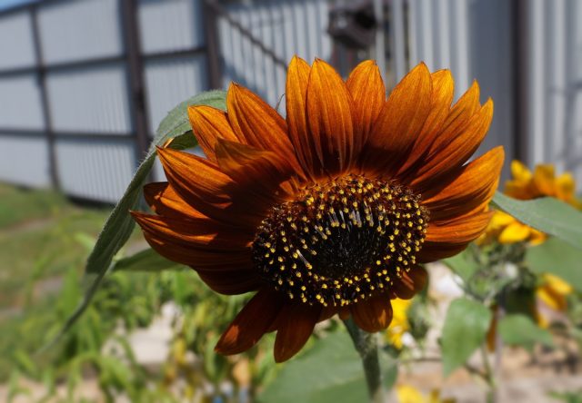 Подсолнечник «Ред Сан» (Helianthus ‘Red Sun’) прекрасно подходит для заднего плана цветников и станет оригинальным срезочным цветком для букетов Подсолнечник «Ред Сан» (Helianthus ‘Red Sun’) прекрасно подходит для заднего плана цветников и станет оригинальным срезочным цветком для букетов