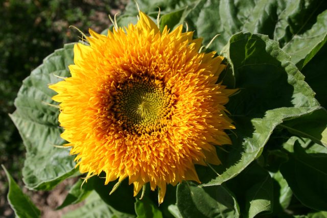 Именно пушистые густомахровые цветки подсолнухов «Тедди Беар» (Helianthus ‘Teddy Bear’) дали этому сорту такое очаровательное название Именно пушистые густомахровые цветки подсолнухов «Тедди Беар» (Helianthus ‘Teddy Bear’) дали этому сорту такое очаровательное название