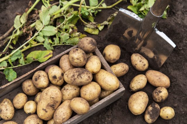 Их все любят, но за что? 10 переоцененных овощей 