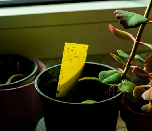 Как избавиться от мошек в цветочных горшках — 12 безопасных способов