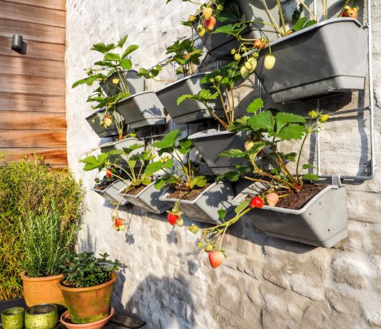 Как найти больше места для любимых растений — создаем вертикальный огород