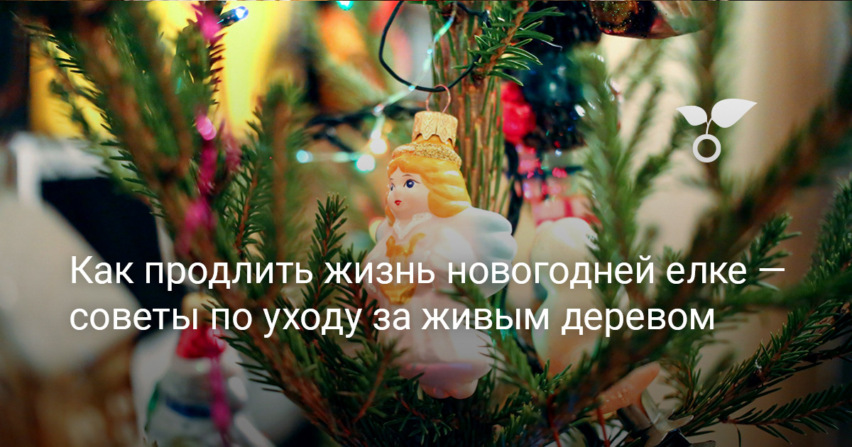 Как продлить жизнь новогодней елке — советы по уходу за живым деревом — Ботаничка