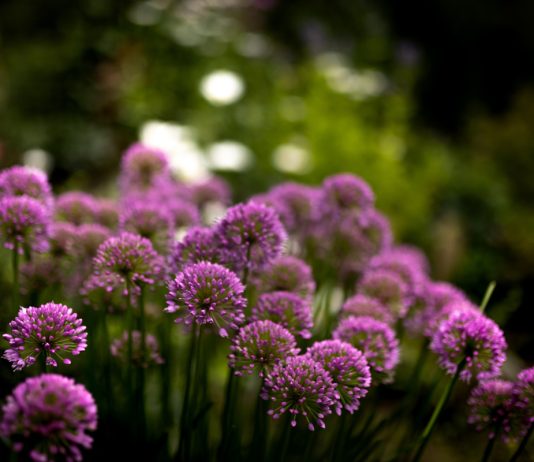Как я влюбилась в декоративный лук: разнообразие и неприхотливость аллиума