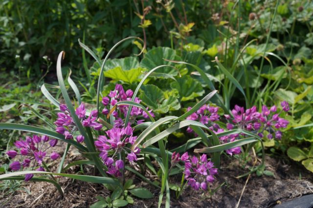 Лук Островского (Allium ostrowskianum) идеально подходит для альпинариев Лук Островского (Allium ostrowskianum) идеально подходит для альпинариев