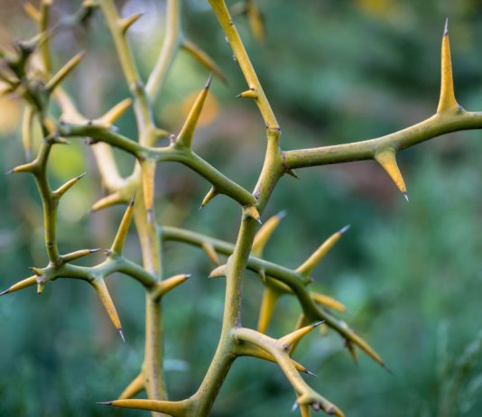 Какие растения защитят вас от воров — 10 колючих кустарников для живой изгороди - Цветник и ландшафт Какие растения защитят вас от воров — 10 колючих кустарников для живой изгороди