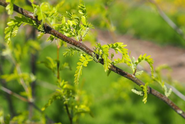 Гледичия трёхколючковая (Gleditsia triacanthos) может расти в зонах с 3 по 8 и вырастает в плотный колючий куст Гледичия трёхколючковая (Gleditsia triacanthos) может расти в зонах с 3 по 8 и вырастает в плотный колючий куст