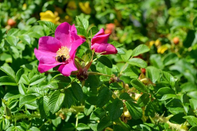 Из розы ругоза (Rosa Rugosa) получает превосходная колючая ширма, защищающая от грабителей и животных Из розы ругоза (Rosa Rugosa) получает превосходная колючая ширма, защищающая от грабителей и животных