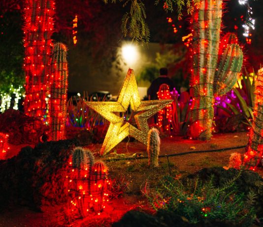 Кактус вместо елки: какие растения стали новогодним символом в других странах - Мир вокруг Кактус вместо елки: какие растения стали новогодним символом в других странах