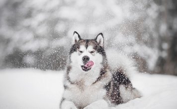 Лютый холод нипочем: 8 пород собак, которым не страшны морозы