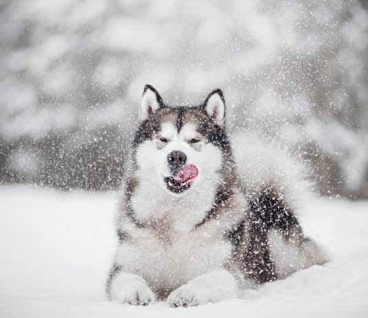 Лютый холод нипочем: 8 пород собак, которым не страшны морозы - Животные Лютый холод нипочем: 8 пород собак, которым не страшны морозы