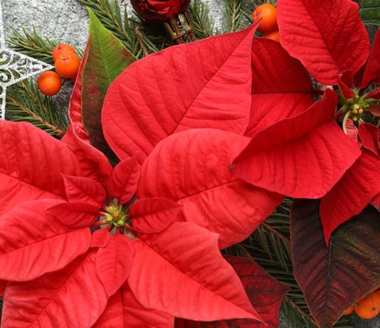 Новогоднее чудо — помогаем пуансеттии цвести каждый год