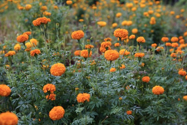 «Африканские бархатцы» или тагетес прямостоячий (Tagetes erecta), стали известны европейцам благодаря семенам, завезенным из Африки «Африканские бархатцы» или тагетес прямостоячий (Tagetes erecta), стали известны европейцам благодаря семенам, завезенным из Африки