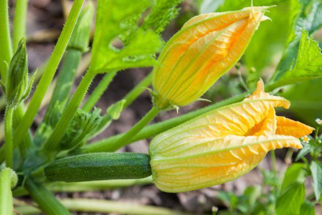 Кабачки пока с готовой продукцией в месяц не укладываются, но у них очень вкусны в жареном виде как цветки, так и юные завязи