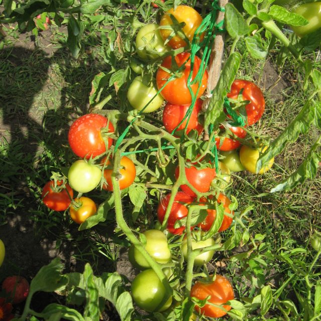 С «Катей» я не расстаюсь уже много лет благодаря мощным кустам и вкусным плодам С «Катей» я не расстаюсь уже много лет благодаря мощным кустам и вкусным плодам
