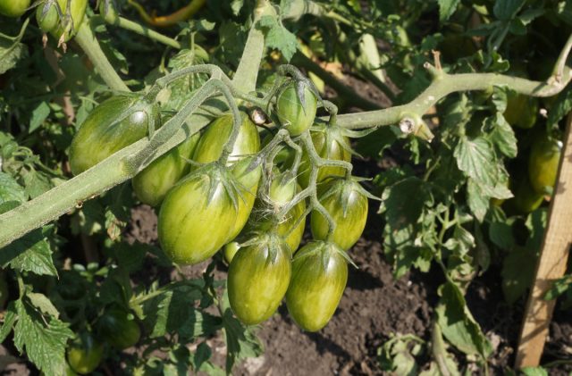 У томата черри «Зеленый тигр» сладкий и фруктовый вкус, совсем непохожий на помидорный У томата черри «Зеленый тигр» сладкий и фруктовый вкус, совсем непохожий на помидорный