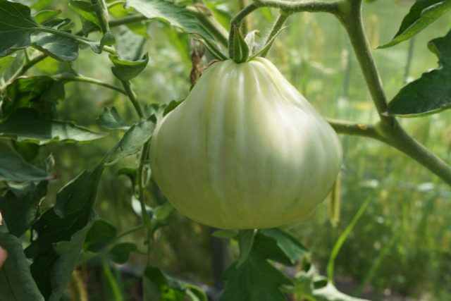 Название томата Кунео Джант Пир» (Tomato 'Cuneo Giant Pear') буквально переводится как «гигантская груша» Название томата Кунео Джант Пир» (Tomato 'Cuneo Giant Pear') буквально переводится как «гигантская груша»