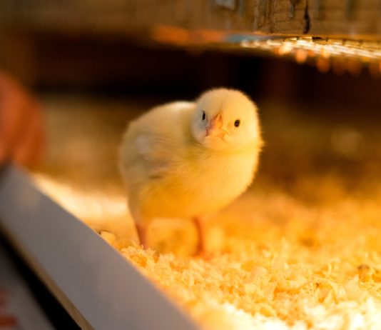 Почему не растут бройлеры — 6 основных проблем и их решение