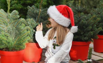 Правила ухода за живой елью в контейнере — сохраняем хвойное живым и здоровым