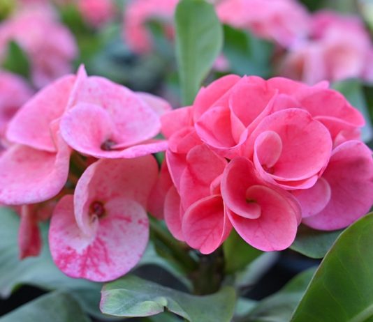 Прекрасные, но опасные — 7 удивительных молочаев