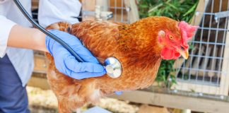 Смертельно или излечимо? Что делать, если курица хрипит и чихает