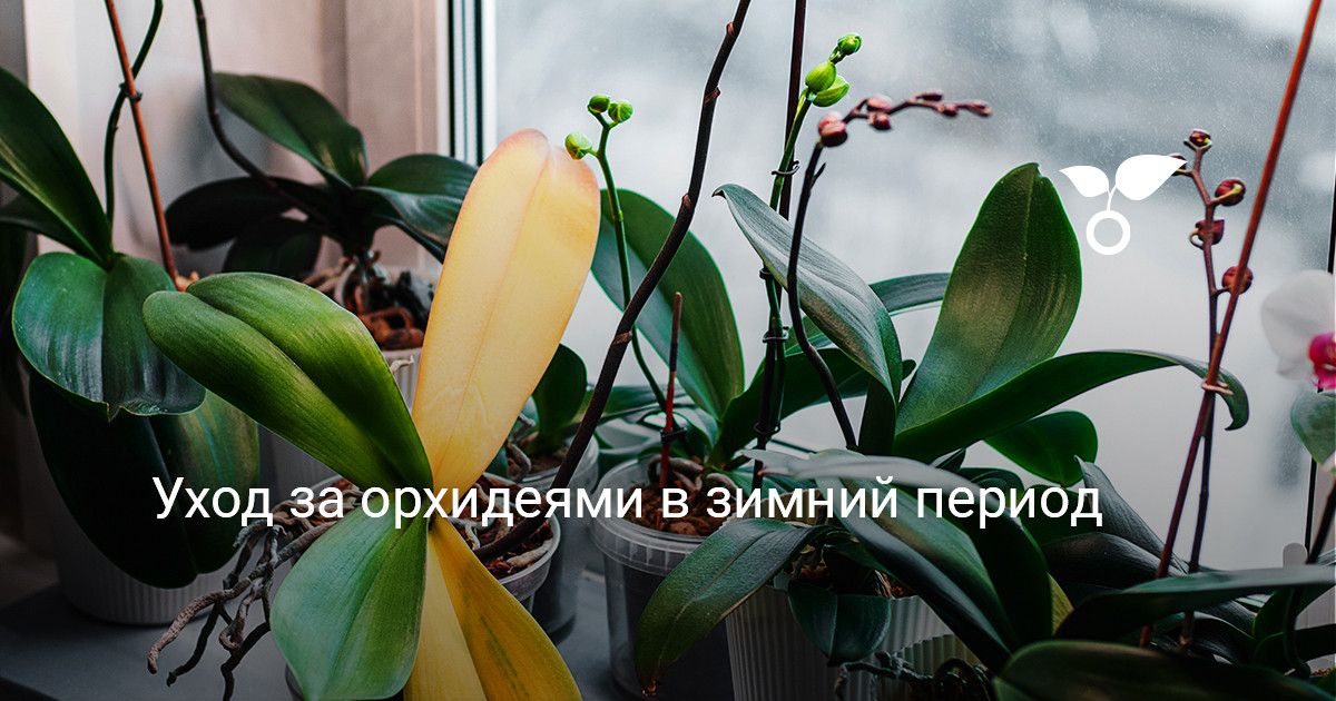 Уход за орхидеями в зимний период — Ботаничка
