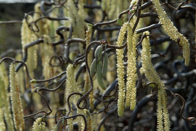 Лещина «Конторта» (Corylus avellana 'Contorta') Лещина «Конторта» (Corylus avellana 'Contorta')