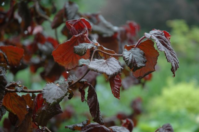 Лещина «Ред Маджестик» (Corylus avellana 'Red Majestic') Лещина «Ред Маджестик» (Corylus avellana 'Red Majestic')