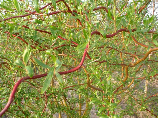 Ива Матсудана тортуоза (Salix matsudana var. Tortuosa) Ива Матсудана тортуоза (Salix matsudana var. Tortuosa)
