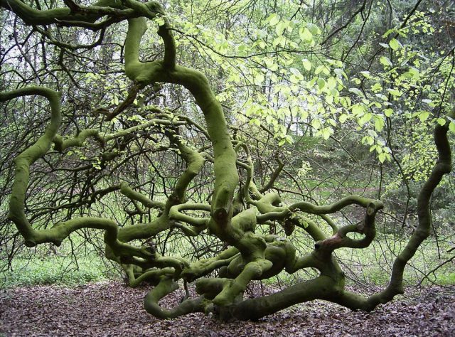 Карликовый бук с закрученными ветвями (Fagus sylvatica var. Tortuosa) Карликовый бук с закрученными ветвями (Fagus sylvatica var. Tortuosa)