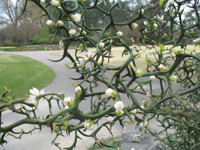 Понцирус трёхлисточковый «Флаинг Драгон» (Poncirus trifoliata 'Flying Dragon') Понцирус трёхлисточковый «Флаинг Драгон» (Poncirus trifoliata 'Flying Dragon')