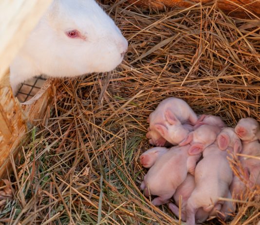 Залог успешного окрола зимой — идеальные условия для крольчихи при уличном содержании - Кролиководство Залог успешного окрола зимой — идеальные условия для крольчихи при уличном содержании