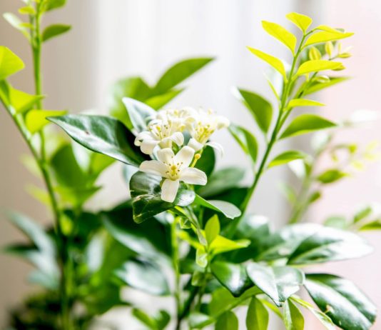 Живой освежитель воздуха: 12 ароматных растений для дома и офиса - Редкие и необычные Живой освежитель воздуха: 12 ароматных растений для дома и офиса