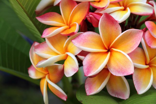 Цветки плюмерии (Plumeria), тропического дерева, известного своими красивыми цветами и потрясающим ароматом, часто используются для изготовления гавайских леев (гирлянд-ожерелий) Цветки плюмерии (Plumeria), тропического дерева, известного своими красивыми цветами и потрясающим ароматом, часто используются для изготовления гавайских леев (гирлянд-ожерелий)