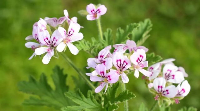 Серебристо-зеленая листва душистой герани (Pelargonium x fragrans) обладает сильным пряным ароматом Серебристо-зеленая листва душистой герани (Pelargonium x fragrans) обладает сильным пряным ароматом