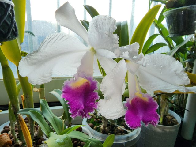 Эффектные орхидеи Каттлея триана (Cattleya Trianaei) настолько красивы на вид, что вы можете забыть их понюхать, однако они пахнут просто чарующе Эффектные орхидеи Каттлея триана (Cattleya Trianaei) настолько красивы на вид, что вы можете забыть их понюхать, однако они пахнут просто чарующе