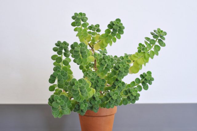 Плектратнтус душистый (Coleus amboinicus), или Кубинский орегано, обладает ярко выраженным пряным ароматом Плектратнтус душистый (Coleus amboinicus), или Кубинский орегано, обладает ярко выраженным пряным ароматом